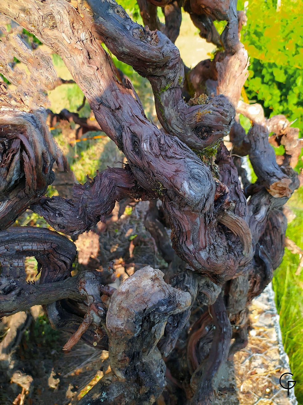 "Treille" (3)