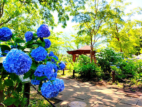 紫陽花 (4)_edited.jpg