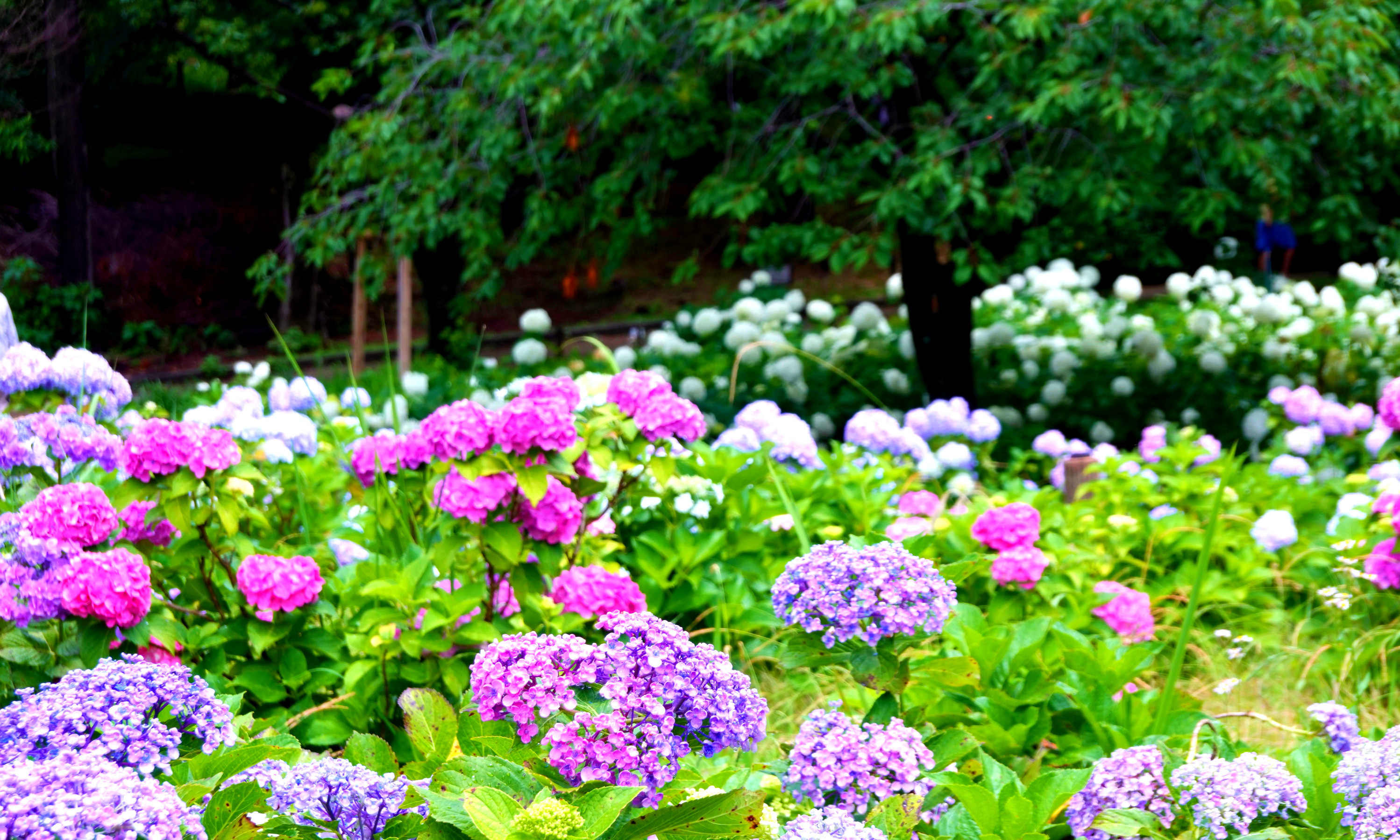 シーグラスアート　いちご様　紫陽花の収穫 CNS紫陽花の収穫祭 （相模原北公園） | cns-produce