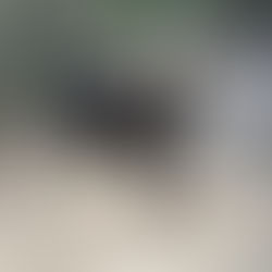 這可能是牠們最後的機會:兩隻本地狗狗需要奇蹟 THIS MIGHT BE THEIR LAST CHANCE: TWO LOCAL DOGS NEED A MIRACLE