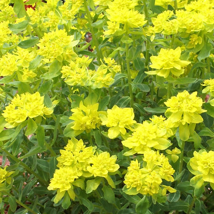 Indian Grass (Sorghastrum nutans).jpg