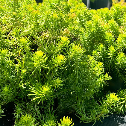 Indian Grass (Sorghastrum nutans).jpg