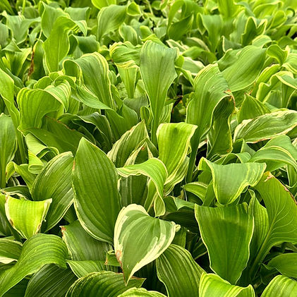 Indian Grass (Sorghastrum nutans).jpg