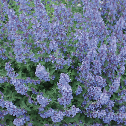 Indian Grass (Sorghastrum nutans).jpg