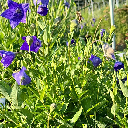 Indian Grass (Sorghastrum nutans).jpg