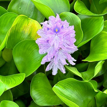 Indian Grass (Sorghastrum nutans).jpg