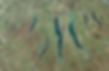 FIngerlakes Map.jpg