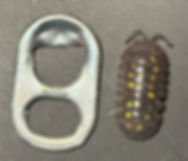 Armadillidium granulatum Isopod