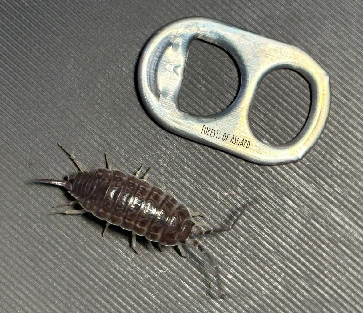 Protracheoniscus orientalis Isopod