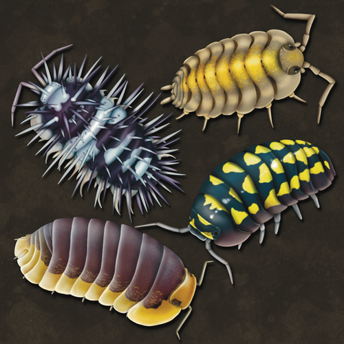 Armadillidae sp. {Shiny Gator} Isopod | Forests Of Asgard