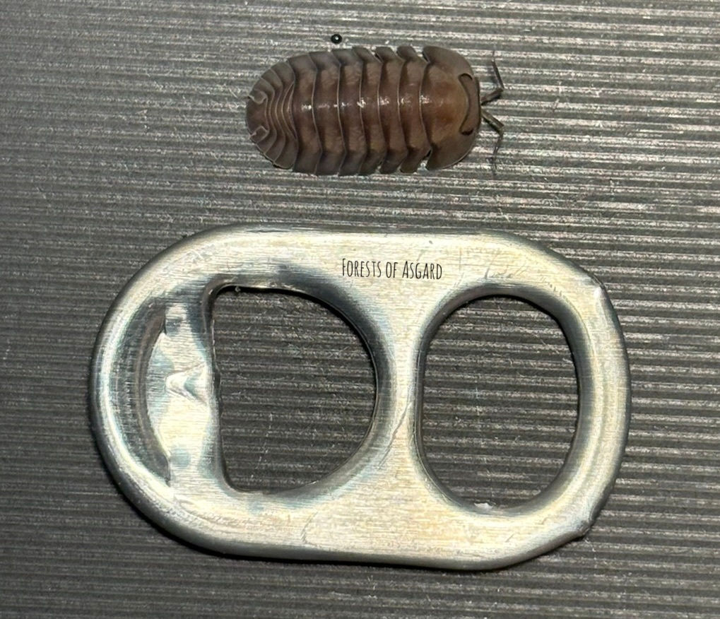 Cubaris sp. {Pigeon} “Blue" Isopod