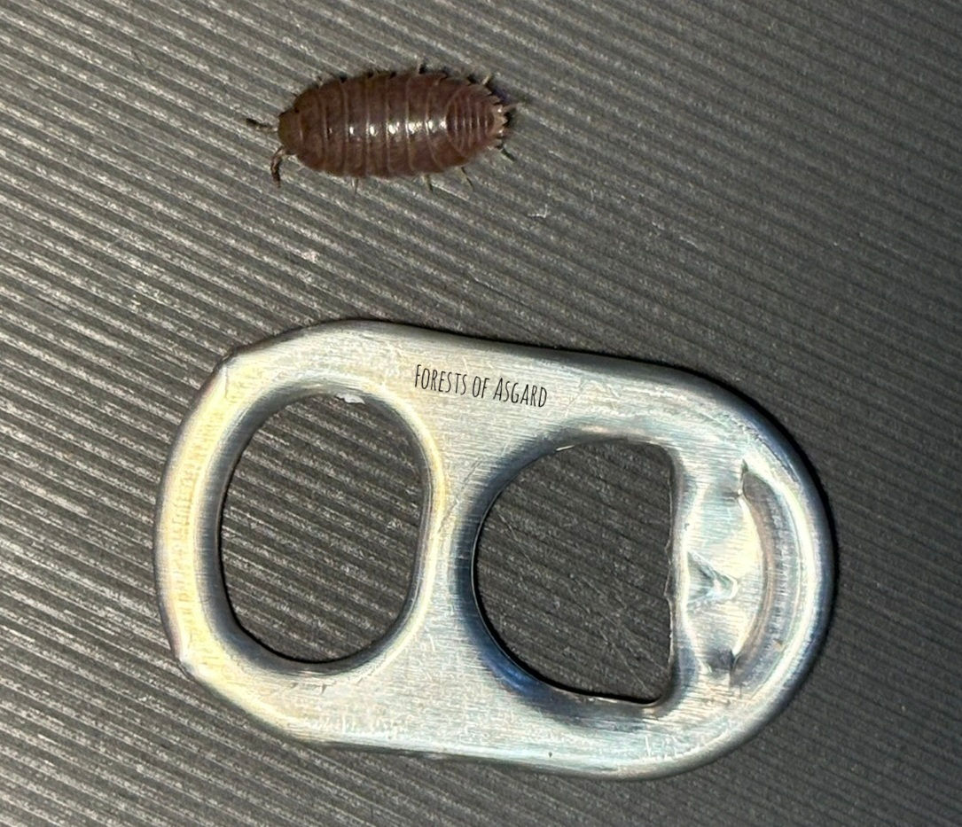 Leptotrichus panzerii Isopod