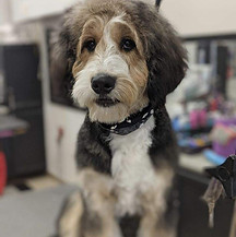 Dog Groom