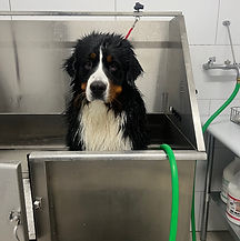 Bernese Mountain Dog Bath
