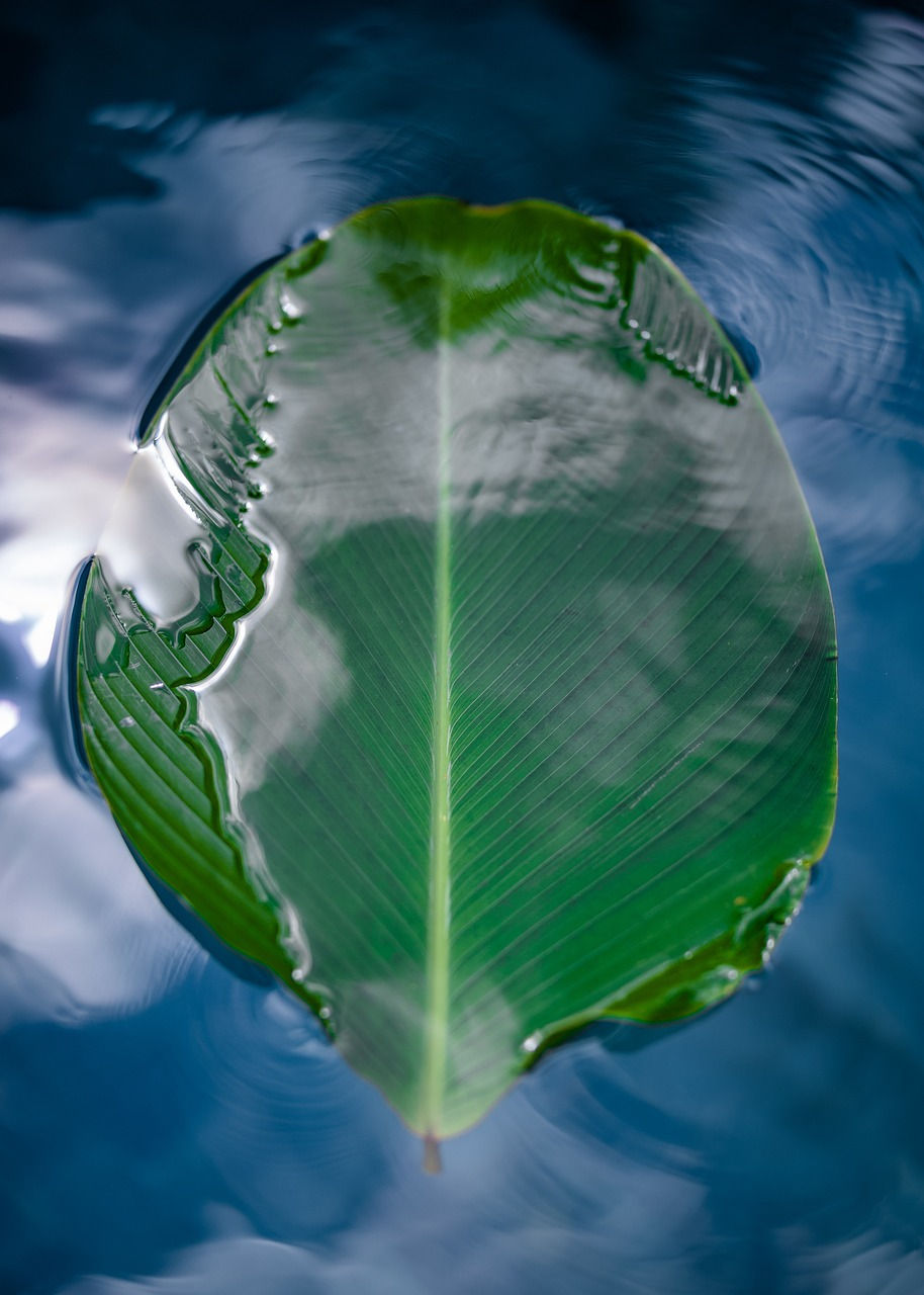 leaf on the water to let go of thoughts