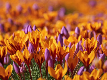 The Golden Secret: Unveiling Saffron's Power for Glowing Skin