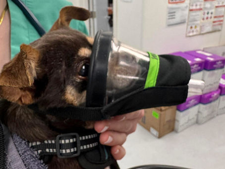 A Safer Way to Handle High-FAS Dogs When a Muzzle Isn’t an Option