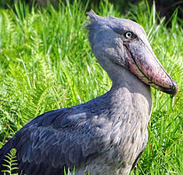 Bird2.jpg