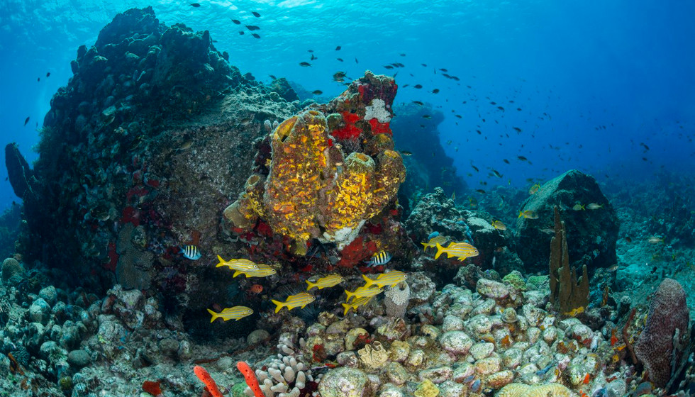 Reef