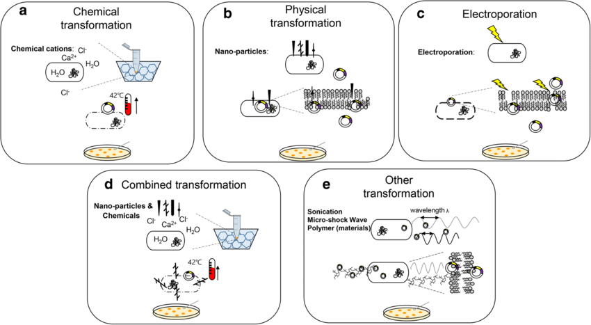 Bacterial-transformation-techniques-based-on-chemical-a-physical-b-and.png