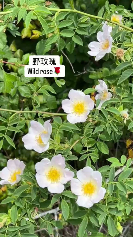 來自野玫瑰的溫柔修護|Gentle Repair from Wild Roses