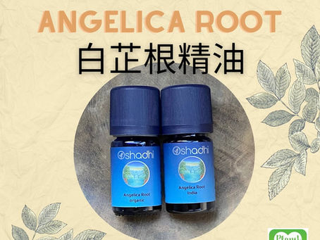 當歸味的精油