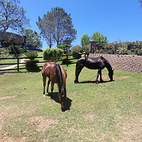 Imagem do WhatsApp de 2024-11-04 Ã (s) 11.56.04_86ce1c86.jpg