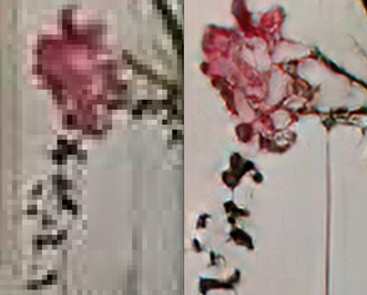comparison_graphics.png