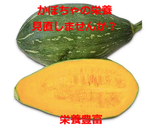 万次郎かぼちゃ　１８kg　６〜１１個　2 万次郎かぼちゃ 18kg 6〜11個 2 万次郎（まんじろう