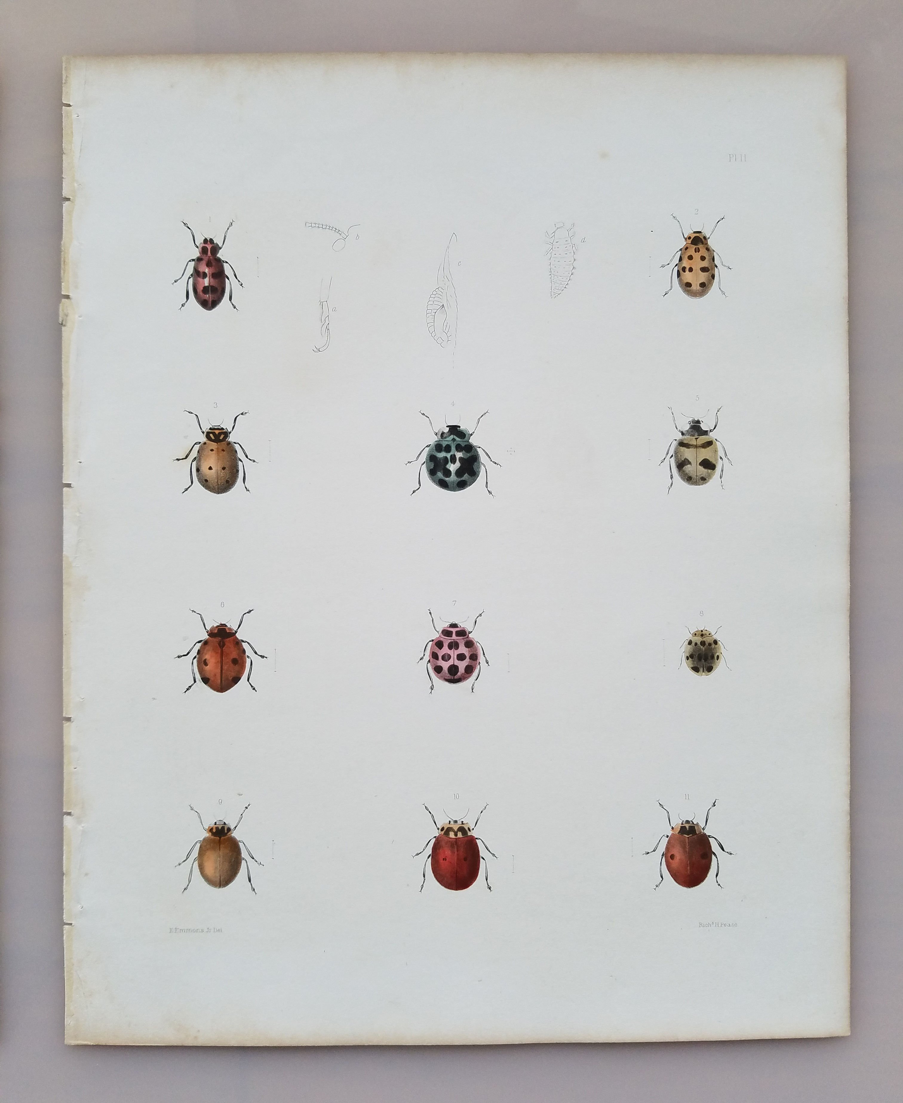 New York Agricultural Print of Colorful Beetles Plate 11 - Ebenezer Emmons Jr
