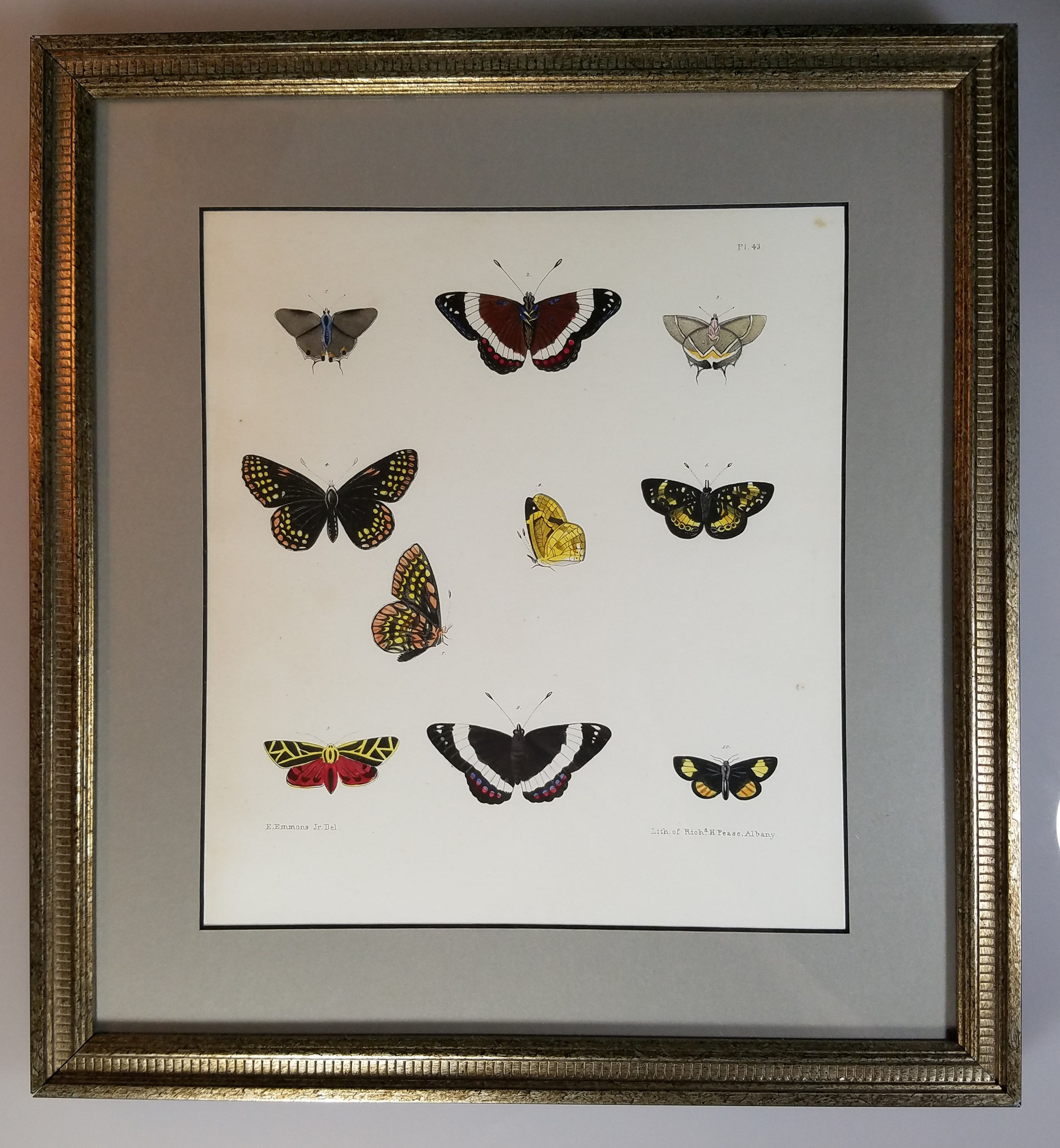 New York Agricultural Print of Butterfly Plate 43 - Ebenezer Emmons Jr