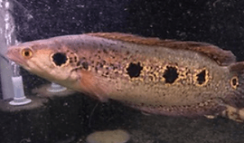 スネークヘッド ノーザンみしま スネークヘッド ノーザンみしま