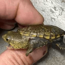 バラカケガメ｜ノーザンみしま