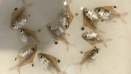 バルーンプリステラ 生きものカタログ ノーザンみしま バルーンプリステラ 生きものカタログ ノーザンみしま