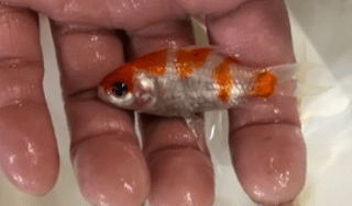 桜コメット 生きものカタログ ノーザンみしま