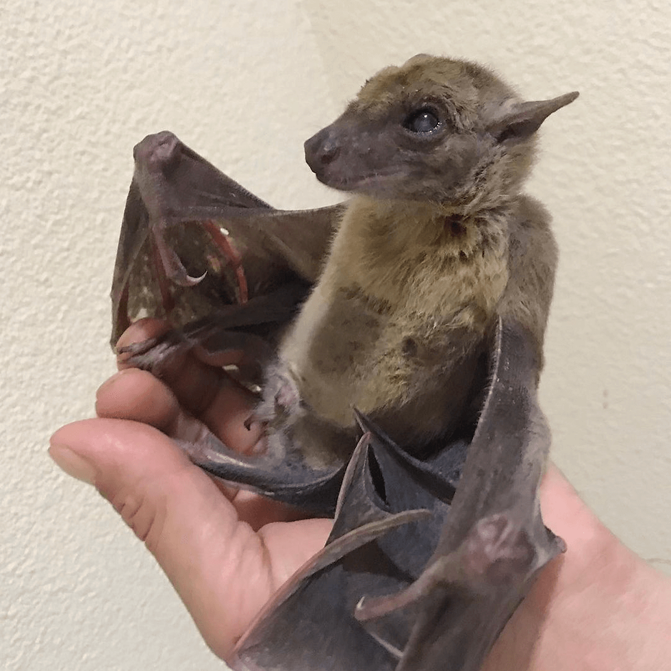 デマレルーセットオオコウモリ ｜ノーザンみしま