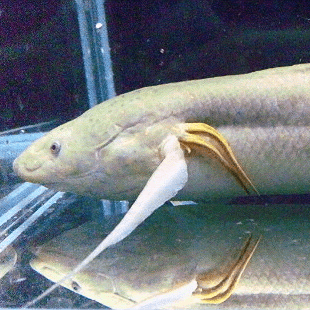 アンフィビウス｜ノーザンみし  ま