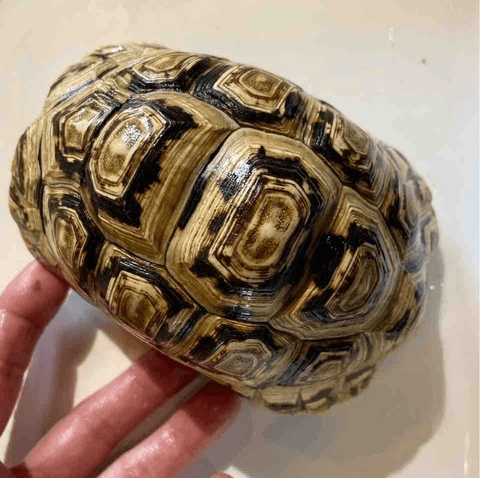 入荷最新30 | ノーザンみしま