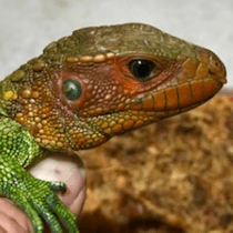 カイマントカゲ｜ノーザンみしま