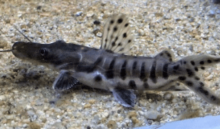 タイガーシャベルノーズキャット | 生きものカタログ | ノーザンみしま