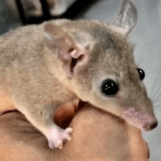 ピグミーオポッサム｜ノーザンみしま