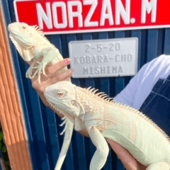 グリーンイグアナスノー｜ノーザンみしま