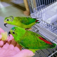 サトウチョウ｜ノーザンみしま