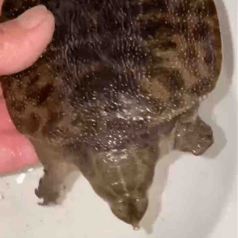 ハナマルスッポン｜ノーザンみしま