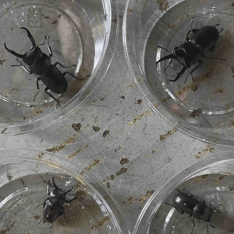 コクワガタ｜ノーザンみしま