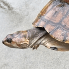 サバンナヨコクビガメ｜ノーザンみしま