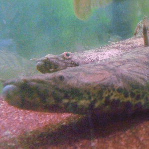 エンドリケリー｜ノーザンみしま