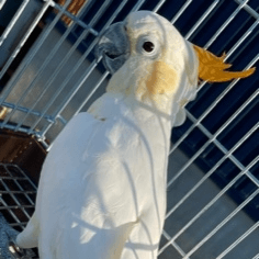 コキサカオウム｜ノーザンみしま