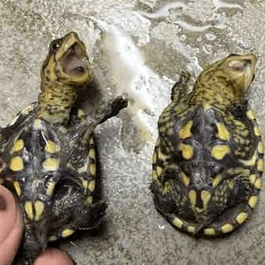 バラカケガメ｜ノーザンみしま