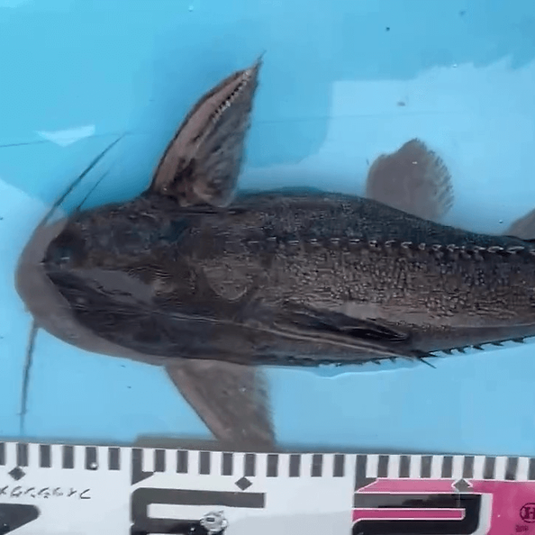 ボドワードキャット　３０cm± おさかなオンライン